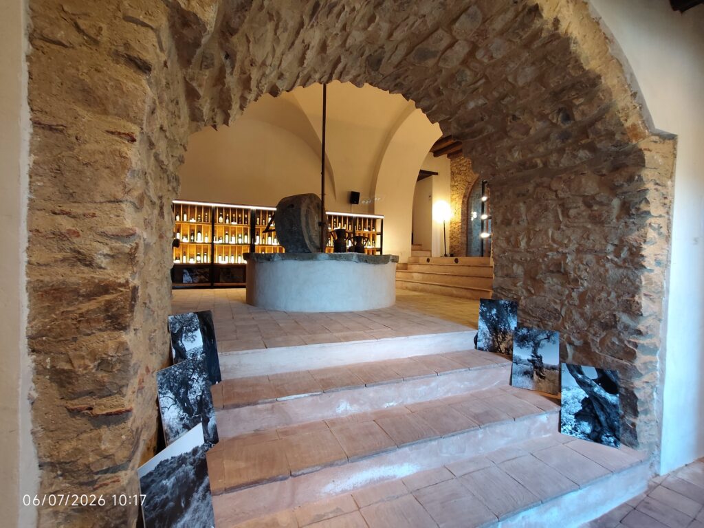Immagine di Museo “Banca Dell’olio – Oasi Delle Identità”: Img 20260706 101711